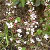 le Georgiche Vivai le Georgiche - Pianta vera di Spiraea thunbergii Fujino Pink Spirea - vaso Ø 24 cm