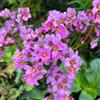 Generic semi di bergenia cordifolia di recisi, resistenti di bergenia da giardino, esotiche da balcone resistenti, aiuole rialzate 500pcs