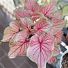 Generic caladio da giardino, tappezzanti, resistenti, Caladium bicolore da appartamento per luoghi soleggiati stanza con d'ombra appartamento che purificano l'aria 130semi