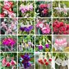 Generic Semi di fucsia primaverili, resistenti in vaso Fucsia interno serre balcone semi di selvatici verdi per decorare il soggiorno interno per 600semi