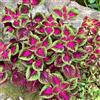 Generic coleus ornamentali per luoghi soleggiati coleus da giardino da insoliti Decorazioni per giardini esterni, di 500semi