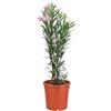 I GIARDINI DI GIULIA - Oleandro Pianta Vera in Vaso D.24 cm, Alto 90 cm, Nerium Oleander da Esterno per Giardino, Balcone e Terrazzo, Arbusto Mediterraneo Sempreverde