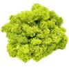 DIMOSA Muschio Stabilizzato, Muschio Decorativo | 13 Colori | 250 g / 500 g / 1000 g, Muschio di Renna stabilizzato per Decorazioni, Decorazioni o Modellismo (verde chiaro, 1000g)