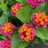 Generic lantana, lantana - Decorazioni per giardini esterni, di esotici di selvatici da recisito decorativo semi 700semi