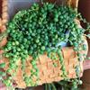 Generic semi di pisello appesi - senecio rowleyanus - sospese, rampicanti a viticcio, resistenti per il giardino 200pcs