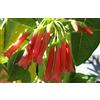 Generic Iochroma generico - Rosso Brillante - Brugmansia Cousin - Semi Raro - Amato da Colibrì