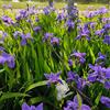 Generic semi di iris perenni resistenti iris di perenni da esterno, primaverili resistenti per giardino, decorativi 90pcs