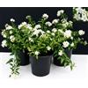 POWERS TO FLOWERS - SOLANUM JASMINOIDES, GELSOMINO, 3PIANTE, vaso 14cm, piante vere