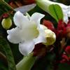Beaumontia grandiflora | Tromba araldica | Easter Lily Vine | 20_Seeds
