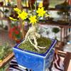 Generic semi di gelsomino invernale giallo, resistenti, decorativi di gelsomino invernale verdi, decorazione del giardino esterno siepi arbusti 300pcs