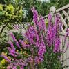 Generic semi di salcerella viola, selvatiche, giardino biologiche balcone raro esotico semi di per giardinieri 50pcs