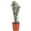 I GIARDINI DI GIULIA - Oleandro Pianta Vera in Vaso D.24 cm, Alto 90 cm, Nerium Oleander da Esterno per Giardino, Balcone e Terrazzo, Arbusto Mediterraneo Sempreverde