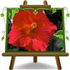 EURO PLANTS VIVAI Hibiscus Rosso Pianta Ornamentale