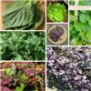Generic semi di perilla, shiso, resistenti di selvatiche, dell'orto, invernali, balcone 500pcs