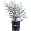 eGarden.store Pianta di Eucalipto o Eucalyptus Gunnii Pianta da esterno in vaso cespuglio o alberello da giardino vera venduta da eGarden.store (Eucalipto vaso 20 cm)