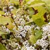 Generico Pianta di CALLICARPA BODINERI MAG® SNOWSTAR Bianco vaso18cm H40CM FOTO REALE AMDGarden