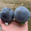 Generic Acquista semi resistenti all'albero di cachi - Budino al cioccolato Black Sapote - sementi biologiche, sementi di antiche varietà, siepi, cespugli Semi di cachi neri, semi di kaki, 10pcs