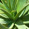 Generic semi - acquistare di aloe vera in vaso resistenti all'esterno aloe vera biologica da giardino, da ombra erbacee, semi di mini vere 130pcs