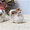 Wpppan Mini conigli di simulazione, realistici simpatici conigli di peluche realistici coniglietti di peluche realistici miniature di coniglio, decorazioni bianche per feste in casa modello regalo