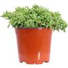 eGarden.store Pianta di Delosperma Obtusum pianta da esterno pianta da fiore pianta ornamentale di Delosperma pianta succulenta pianta vera di Delosperma Obtusum venduta da eGarden.store (Fucsia)