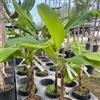 le Georgiche Vivai le Georgiche - Pianta vera di Musa Gruesa palmera Banano delle Canarie - vaso Ø 18 cm - altezza alla vendita 60-80 cm