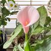 Generic Gigli di calla autunnali, resistenti, Gigli di calla, tappezzanti, resistenti, precoci da appartamento forniture da giardino 5bulbi