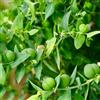 Generic cespuglio di capperi pensile per giardino di rara decorazione murale verde rampicante tappezzanti resistenti in vaso per la cucina con orto 130semi