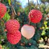 Generic litchi litchibaum insieme insieme litschi fresca, resistenti per balconi rare da colonnari, interno 8pcs