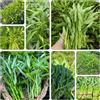 Generic semi spinaci d'acqua - Ipomoea aquatica interno vaso, resistenti decorazione balcone giardino 500pcs