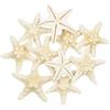 Yixuan 10PCS Stella Marina Stelle Marine per Decorazioni Stelle Marine Naturali per Decorazioni Perfetto per Decorazioni di Nozze/Beach Theme Party/Decorazioni per la casa/Progetto Craft Fai da Te