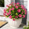 Aisamco Fiori Artificiali, 6 Mazzetti di Fiori di Ipomea Finti in Seta Resistenti ai UV, per Decorazione Interna ed Esterna, Vaso Casa, Portico, Patio, Giardino, Balcone (Rosso rosa)
