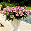 Aisamco 6 Mazzetti Ipomea Seta UV Resistente | Fiori artificiali, Casa vaso, Portico patio, Interno esterno, Balcone, Rosa