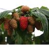 PRGA 1 PIANTA di Lampone Rosso Amira VARIETA' Molto PRECOCE