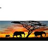 DCIDBEI Diamond Painting Paesaggi 110x50 cm (interno 104x44 cm) Puzzle 3D con Perline Paesaggi e Natura con Elefante Paint Diamond Tramonto Strass per Pittura con i Numeri Diamond Paint Elefanti