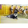 Fotolibro Moru e Mugi di Arashio Sumo gatti stabili bilingue inglese giapponese