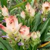 Generic curcuma, giardino sul balcone, per gli amanti curcuma rampicanti biologiche, primaverili siepe decorativa giardino resistente esotico 130semi