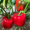 Generic Semi di peperone, varietà antiche peperoncino da balcone rare biologici del giardino, per esterni 200pcs