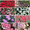 Generic Semi di Garofani barbuti di Dianthus di perenni resistenti, balcone resistenti, campo da balcone 100pcs