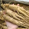 Generic Semi di ginseng - raro esotico organico coltivazione di giardino verdi balcone resistenti per giardini rocciosi semi 400pcs