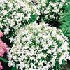 SVI Lobelia- Bianco Lady- 100 semi-