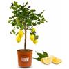 P. Piantine da Orto | Limone,Pianta Pronta per il Trapianto, Pianta in Vaso Vera da Esterno, Vivaio Italiano