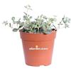 eGarden.store Pianta di Sedum Sieboldii Mediovariegatum pianta di Erba Teresina pianta da esterno pianta di Sedum Siboldii variegato ornamentale pianta ricadente pianta vera venduta da eGarden.store