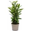 I GIARDINI DI GIULIA - Laurus Nobilis Alloro Piante Aromatiche da Esterno in Vaso D.17 cm, Piante Vere per Balcone, Terrazzo e Giardino, Ornamentali e Profumate