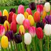 DUTCH BULBS EXCLUSIVE PLANTS FROM HOLLAN Bulbi Fiori Perenni da Esterno - 25 Bulbi Tulipani Darwin Spring Mix - Piante e fiori esclusivi dall'Olanda - 5 varietà e colori diversi - per giardino, vasi e balcone (senza semi, non artificiali)