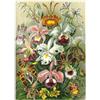 MyPuzzle.com MyPuzzle Orchidea - Forme D'arte Della Natura, Poster D'epoca, Ernst Haeckel - Premium 1000 Pezzi Puzzle - MyPuzzle Collezione speciale di Havana Puzzle Company