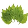PATIKIL 3.54x1.97 Artificiale Seta Girasoli Foglia 40pz Artificiale Verde Foglie Finto Foglie Finto Artigianato Foglie per Fai da Te Matrimonio Bouquet Decorazione Casa