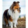 Eiialerm Kits punto croce per adulti Cane Sheltie kit mestieri ricamo principianti,Decorazioni la casa-40x50cm (Tela prestampata 11CT)