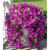 INSPRING Fiori finti di bouganvillea piante artificiali per esterni decorazione esterna, 2 fiori finti viola, resistenti ai raggi UV, aspetto vera seta, rampicanti lunghi per porta d'ingresso, portico