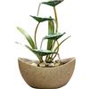 SUNESA Fontana Zen da Interno Fontana da Tavolo Desktop a 4 Livelli for Interni in Ferro Verde Foglia di Loto Fontane for Il Relax Cascata for Ufficio Decorazioni for la casa Fontanella Interni