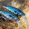 AKAMI REAL MINNOW (LLISA)